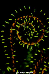 Underwater fireworks by Sharon English 